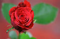 Róża dla Wieczorka.jpg